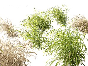3D Chasmanthium latifolium - Inland sea oats 02