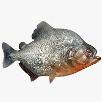 Piranha Rigged for Cinema 4D