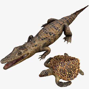 Turtle and Crocodile