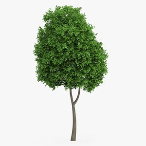 Norway Maple Tree 10m