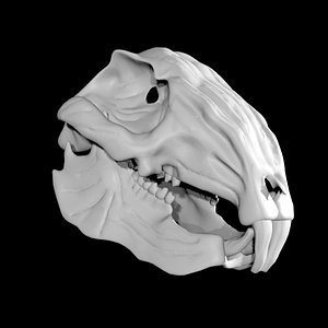 Rabbit skull