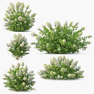 Hydrangea paniculate