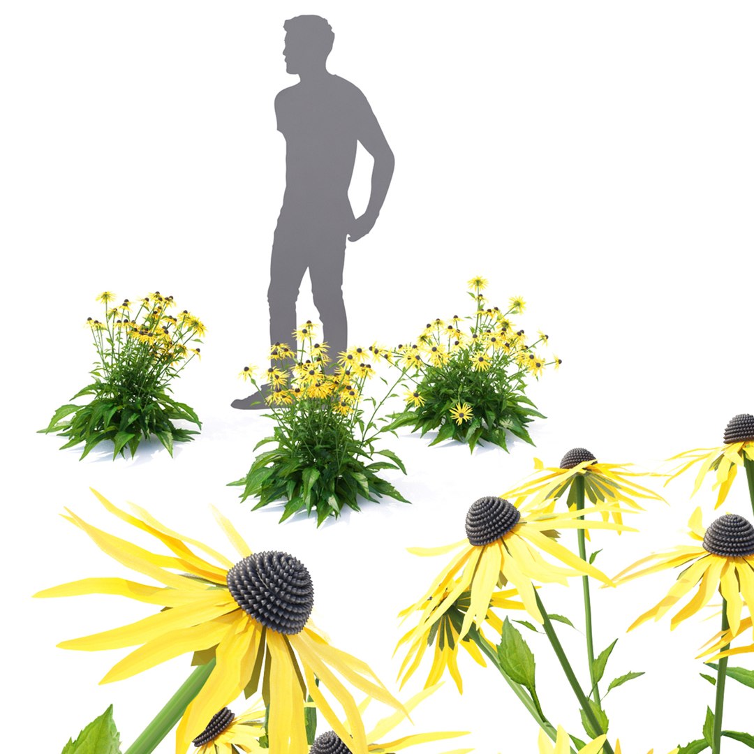 Rudbeckia fulgida flower model https://p.turbosquid.com/ts-thumb/Il/xaiFV7/AB/rudbeckia_preview_04_1920/jpg/1649614730/1920x1080/fit_q87/b3ec4704c994b107310cb3a84f51989416059853/rudbeckia_preview_04_1920.jpg