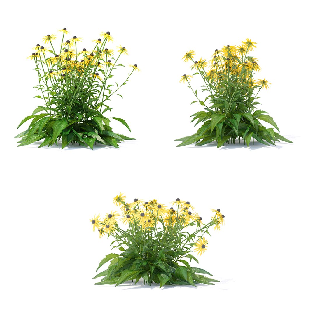 Rudbeckia fulgida flower model https://p.turbosquid.com/ts-thumb/Il/xaiFV7/h3/rudbeckia_preview_03_1920/jpg/1649614729/1920x1080/fit_q87/e1e2485434f29ef6cb5f45ac7a4570896cb36b1a/rudbeckia_preview_03_1920.jpg