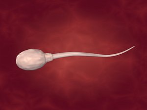 Sperm - Rigged and Textured 3D model