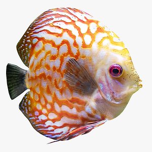 Realistic Discus Fish