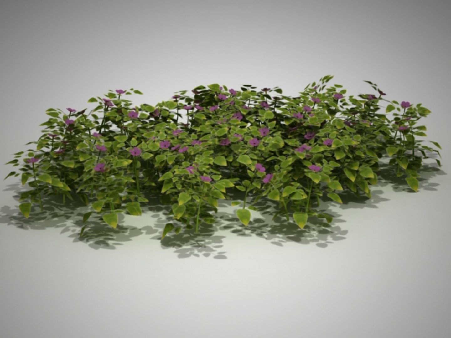 d2 c1 17 vinca max https://p.turbosquid.com/ts-thumb/Im/Az9Mfm/kxLh6KPm/flores0000/jpg/1335376876/1920x1080/fit_q87/140794725d68e45b88616d86e2e5427a4a2d5930/flores0000.jpg