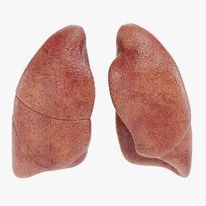 Lungs