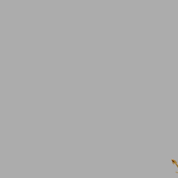 gold rigging dragon col 3d model