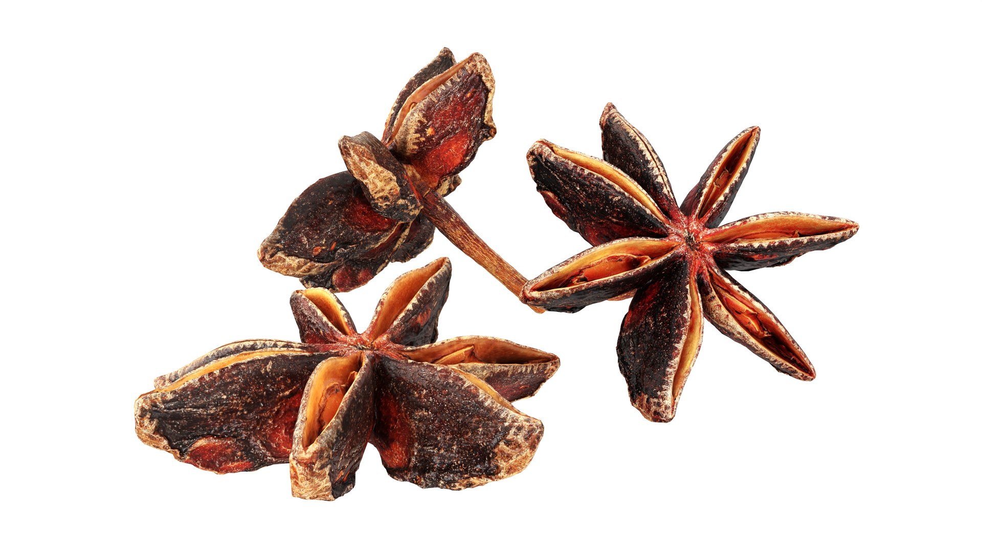 3D Dried anise flowers https://p.turbosquid.com/ts-thumb/Im/ZeP7jg/Be/002/jpg/1765195648/1920x1080/fit_q87/3682a037f2f1056f55dd03a0282595c3ee70bcaa/002.jpg