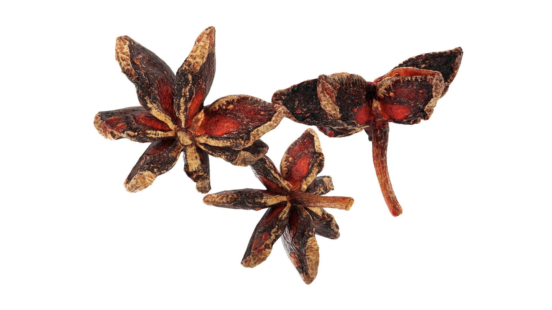 3D Dried anise flowers https://p.turbosquid.com/ts-thumb/Im/ZeP7jg/qM/004/jpg/1765195648/1920x1080/fit_q87/32c028e5a4b43cf98cde93369fc57761bd150c42/004.jpg