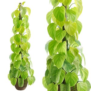 3D Epipremnum aureum 01 model