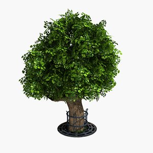 Tree Maple Pro