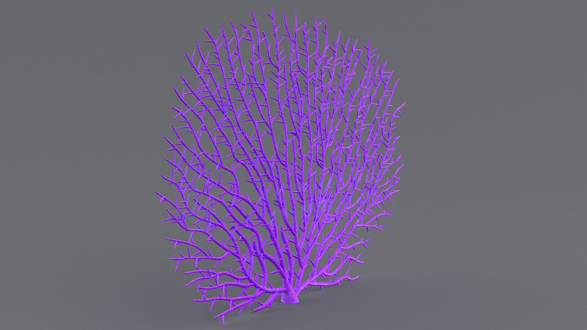 3D model gorgonaria coral https://p.turbosquid.com/ts-thumb/Im/k8zjhU/TlEzTF6o/gorgonaria_03/jpg/1575304644/1920x1080/fit_q87/7d4cf3d7ba14a55f0efe8f579fa34deabd5180df/gorgonaria_03.jpg