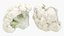 Cauliflower Slice Set 3D model