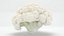 Cauliflower Slice Set 3D model