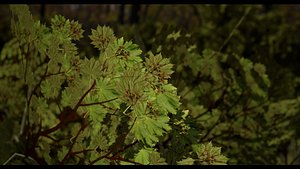 3D 5 Unique Korean Maple Tree II Acer takesimense II LOD