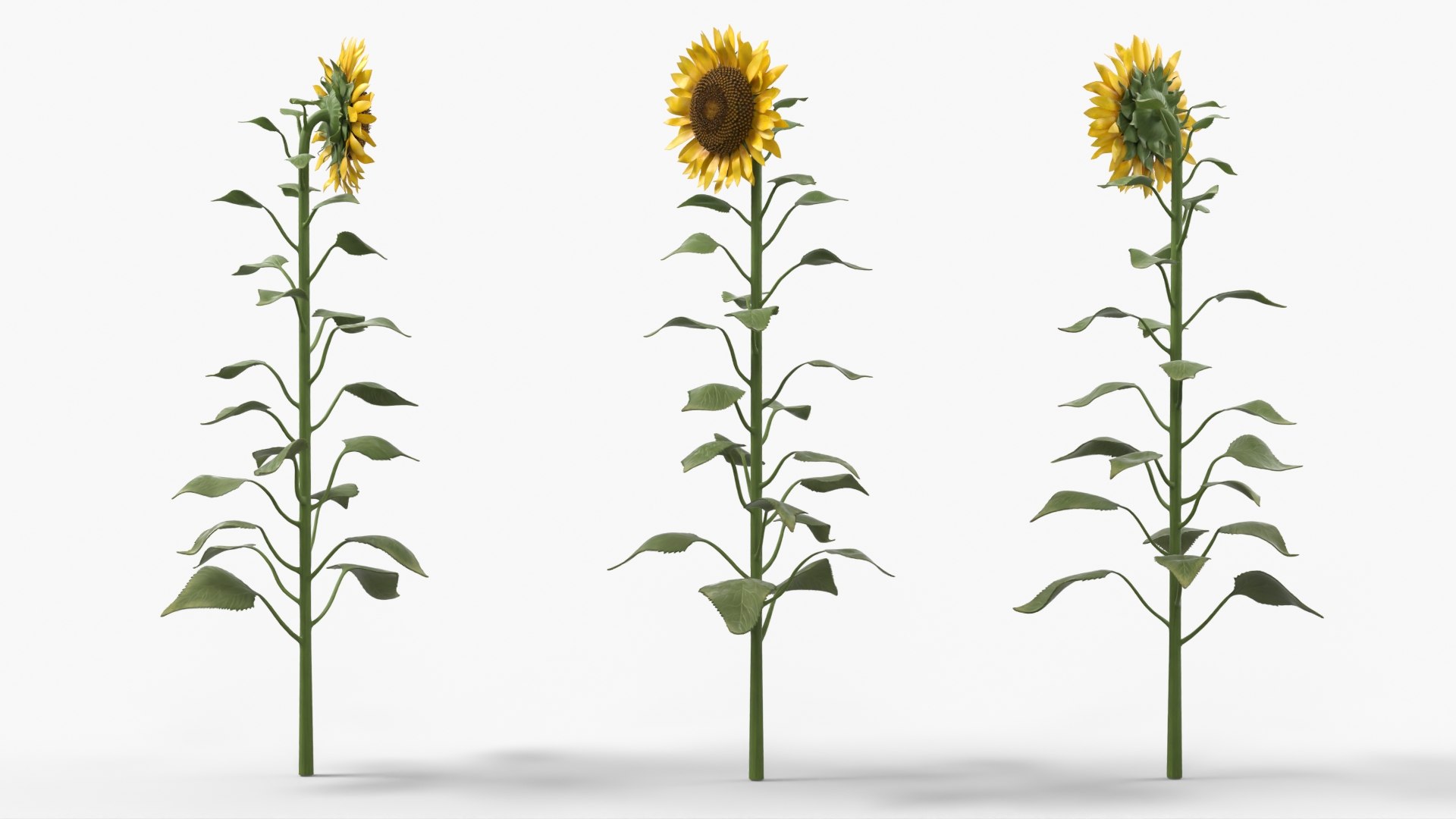 Mature Sunflower Plant Upright 3D model preview