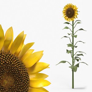 Mature Sunflower Plant Upright