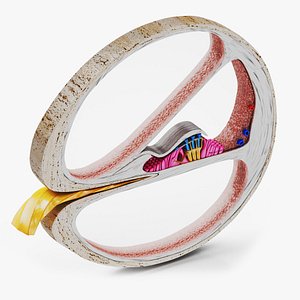 3D Cochlea cross section