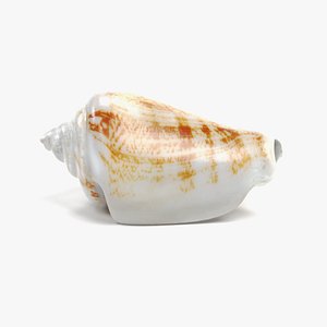 seashell pbr 3D model