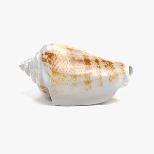 Shell