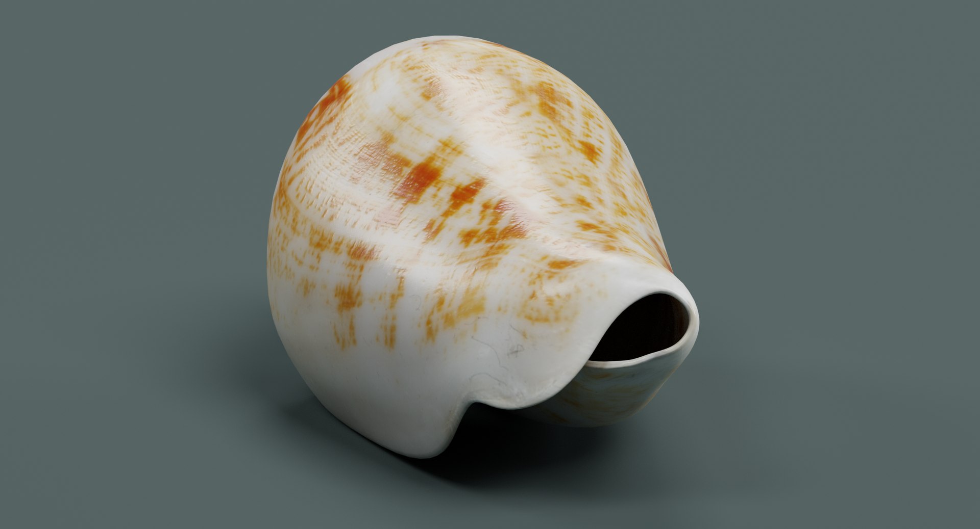 Seashell Pbr 3D Model - TurboSquid 1226260