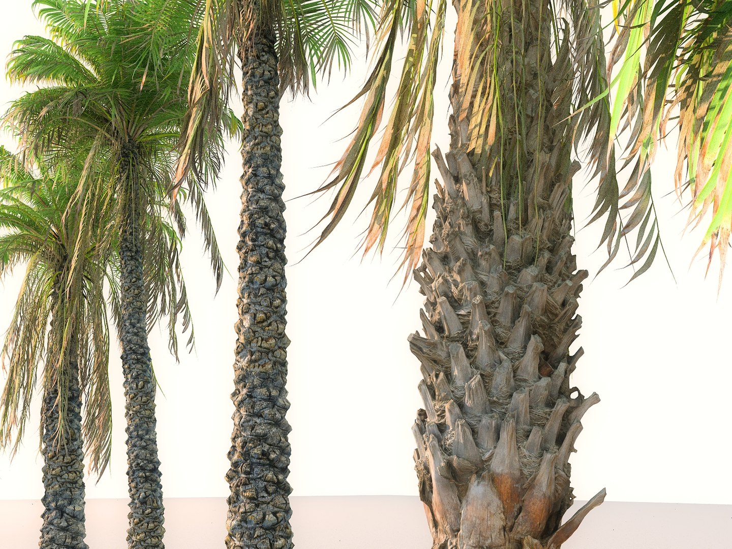 3D model palm pack 9 tree https://p.turbosquid.com/ts-thumb/In/MEwaJX/6CJLyRO1/000/jpg/1567162230/1920x1080/fit_q87/48a6b7dbf466780814da61fd268d788884dd899e/000.jpg