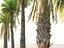 Palm Animated Pack 9