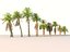 Palm Animated Pack 9