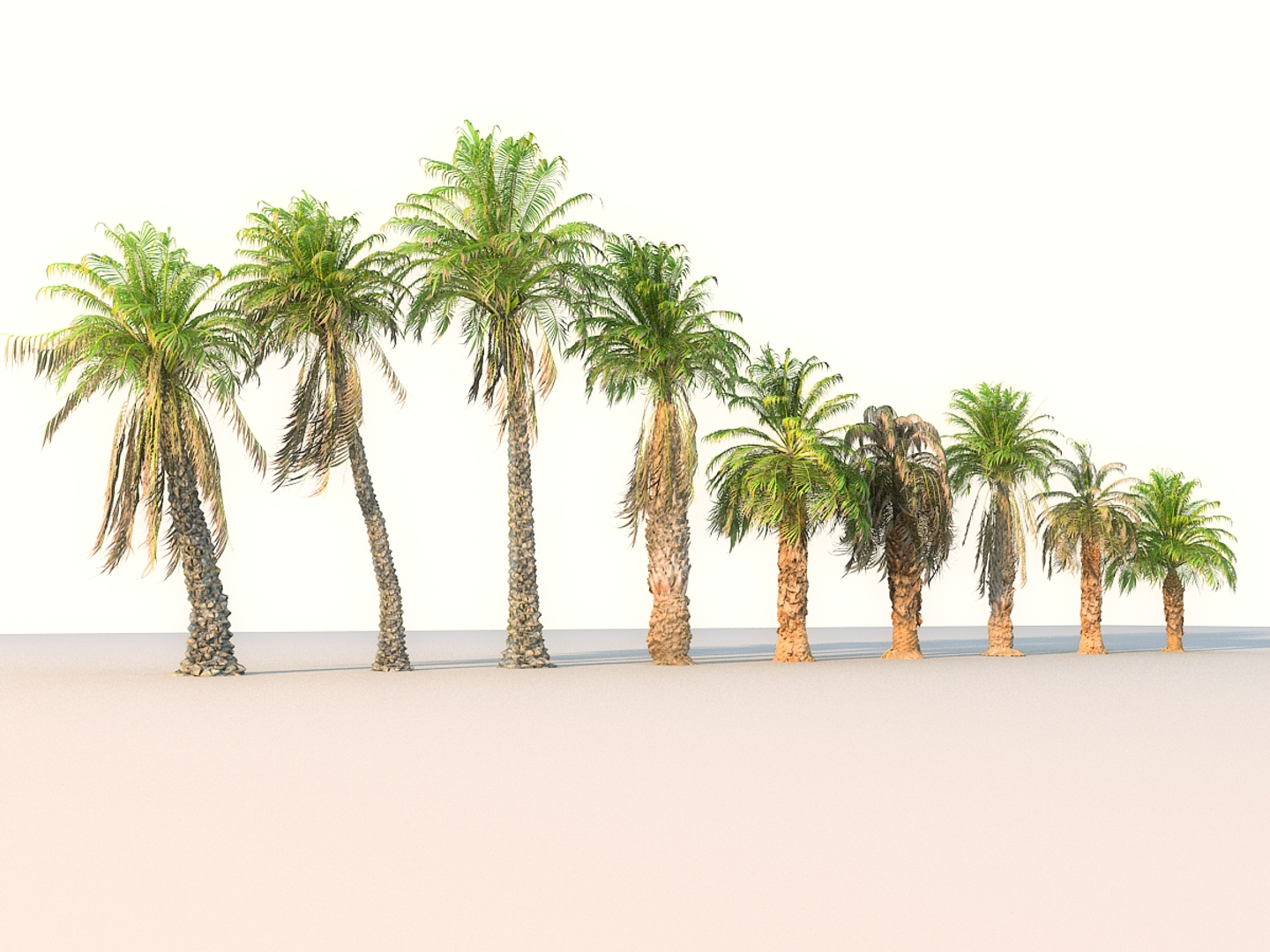 3D model palm pack 9 tree https://p.turbosquid.com/ts-thumb/In/MEwaJX/9keGL0g6/0000/jpg/1567169789/1920x1080/turn_fit_q99/499b95bda664086b3a5e6d7f130c8a6665a1290f/0000-1.jpg