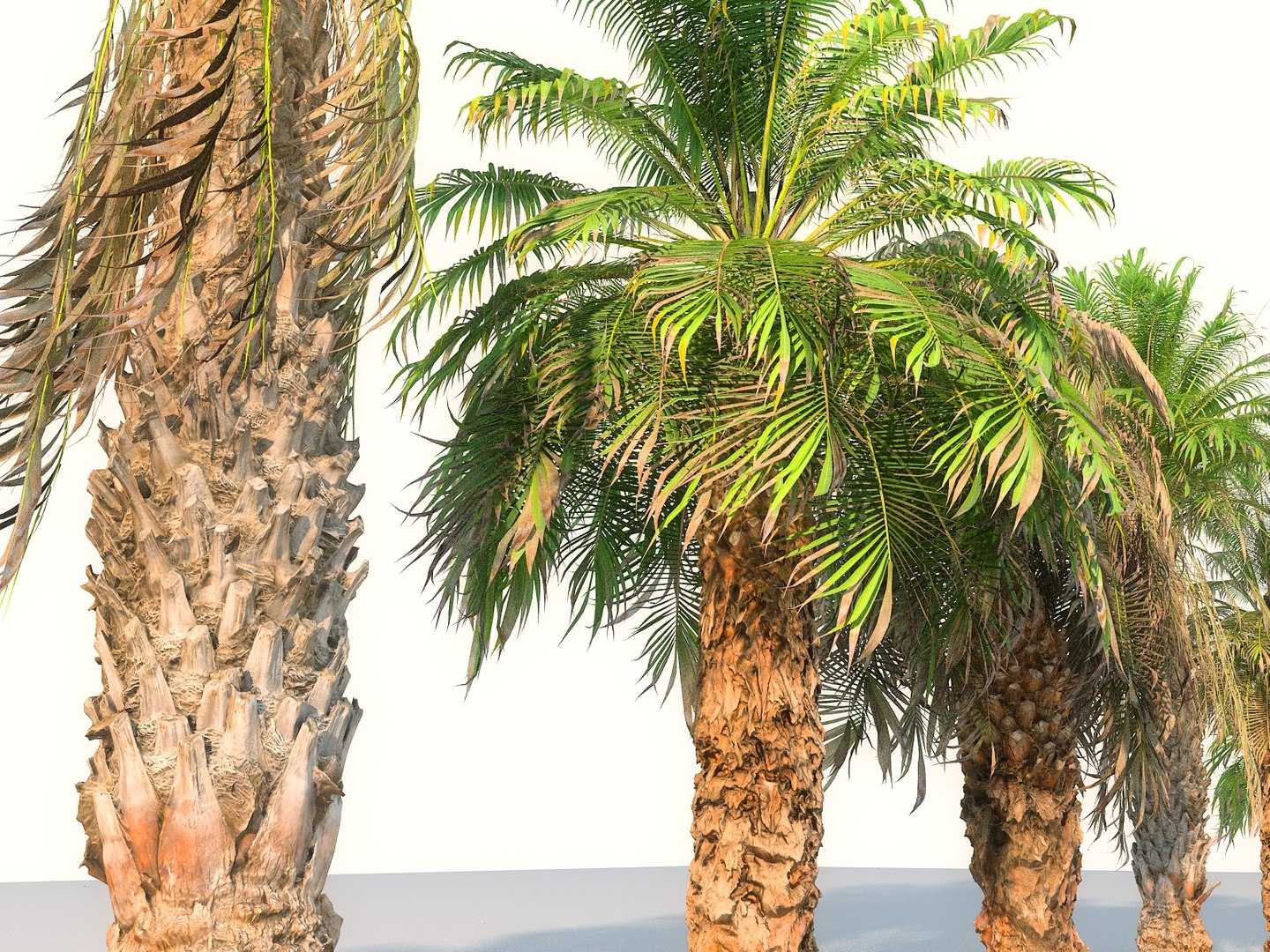 3D model palm pack 9 tree https://p.turbosquid.com/ts-thumb/In/MEwaJX/HCBXE5Ho/9980/jpg/1567162230/1920x1080/fit_q87/45a01e969497178fe1e225e4f5e18fe1f174200a/9980.jpg