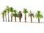 Palm Animated Pack 9