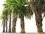 Palm Animated Pack 9