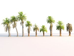 Palm Animated Pack 9