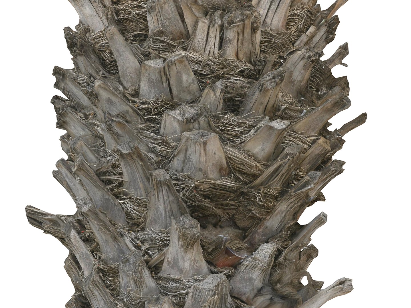 3D model palm pack 9 tree https://p.turbosquid.com/ts-thumb/In/MEwaJX/Zt8hvqd3/090/jpg/1567118340/1920x1080/fit_q87/936062890c5e5dc9f92d77fb9b12878aba4b6bc2/090.jpg