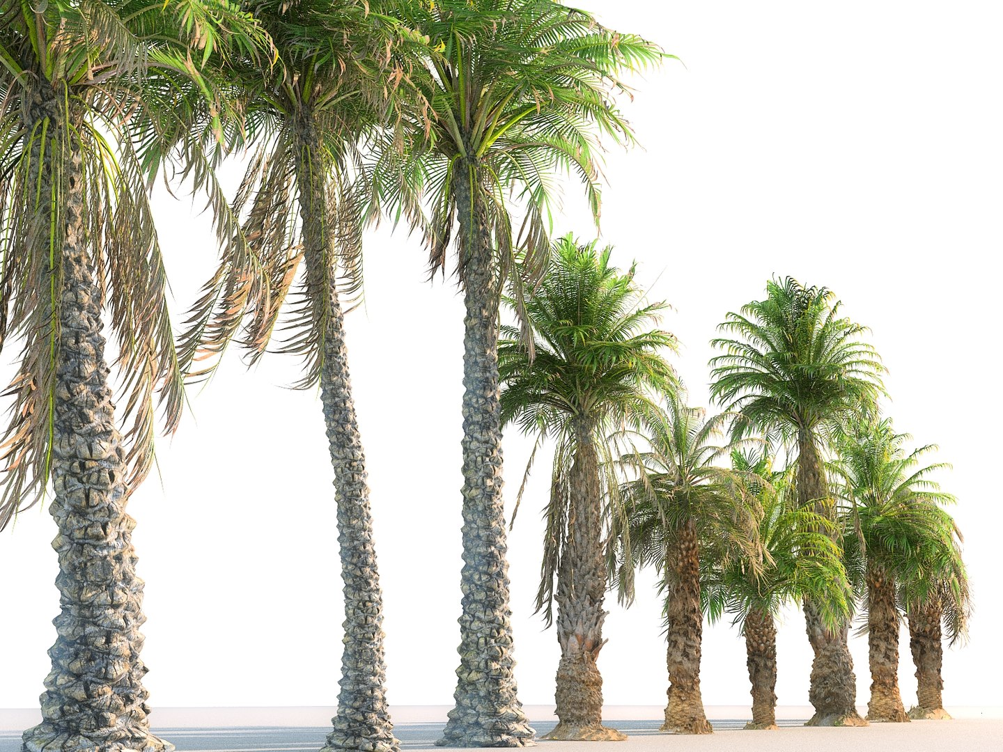 3D model palm pack 9 tree https://p.turbosquid.com/ts-thumb/In/MEwaJX/uQqZFYkz/554/jpg/1567162230/1920x1080/fit_q87/1fed50f6908b65cc9ec2076f4deeeabc34926007/554.jpg