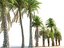 Palm Animated Pack 9