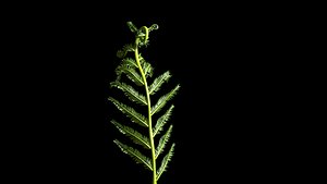 Growing Fern 3D model
