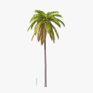 3D model Palm 02