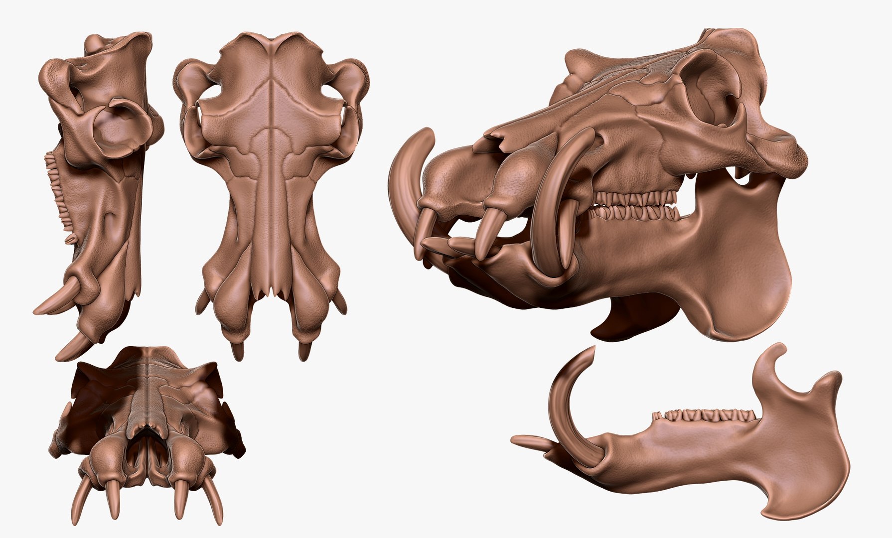 3D Hippopotamus Skull - CNC And Print Model - TurboSquid 2029623