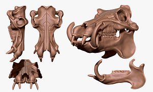 3D Hippopotamus Skull - CNC and print model