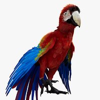 scarletMacawParrot Animated Rigged 3D