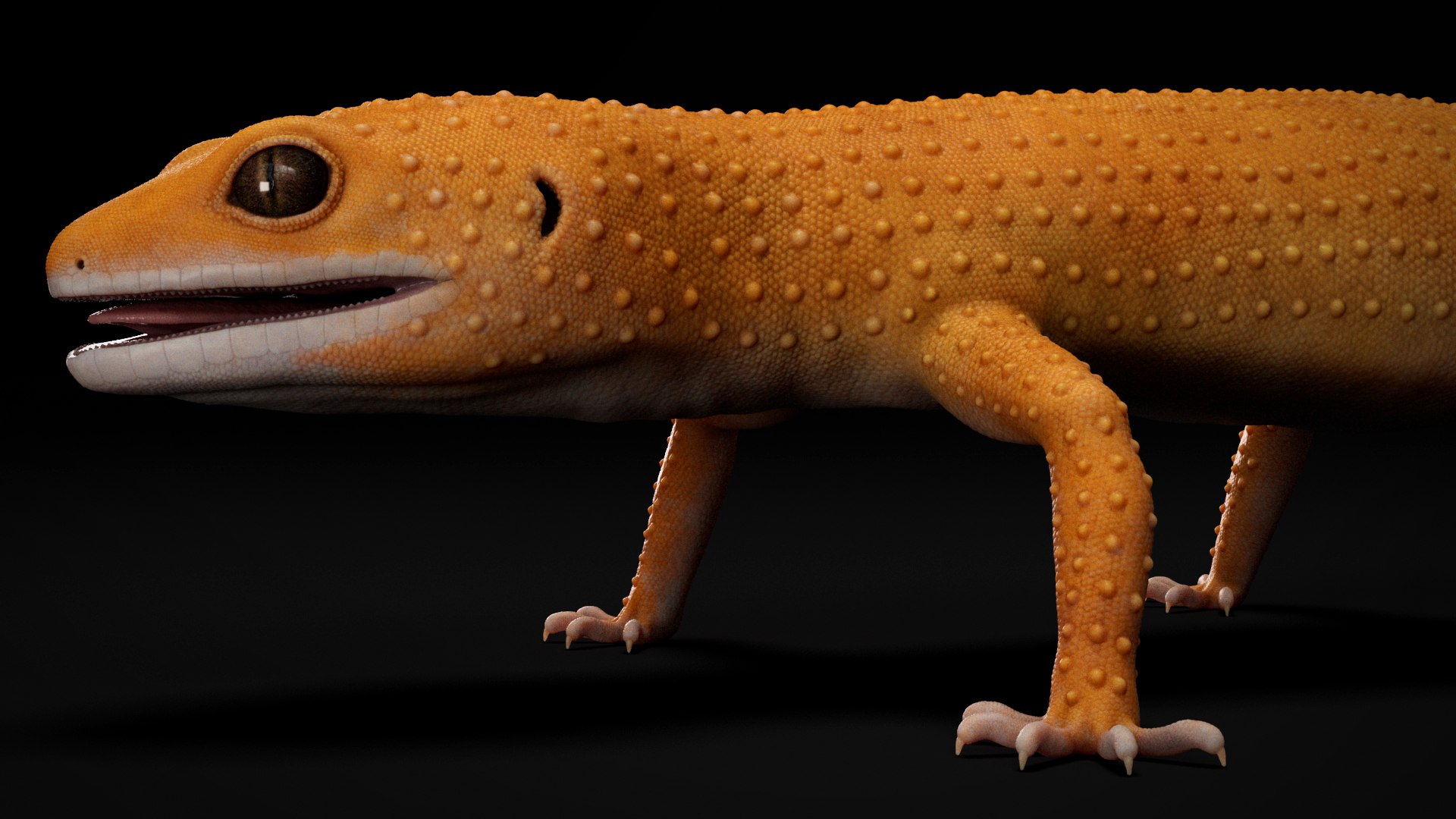 3D 4K Leopard Gecko Orange model https://p.turbosquid.com/ts-thumb/In/lUNvF9/BY/s13copy/jpg/1754852927/1920x1080/fit_q87/e202ad7a59ed94c53f9269e3a93ae38860946adc/s13copy.jpg