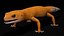 4K Leopard Gecko Orange
