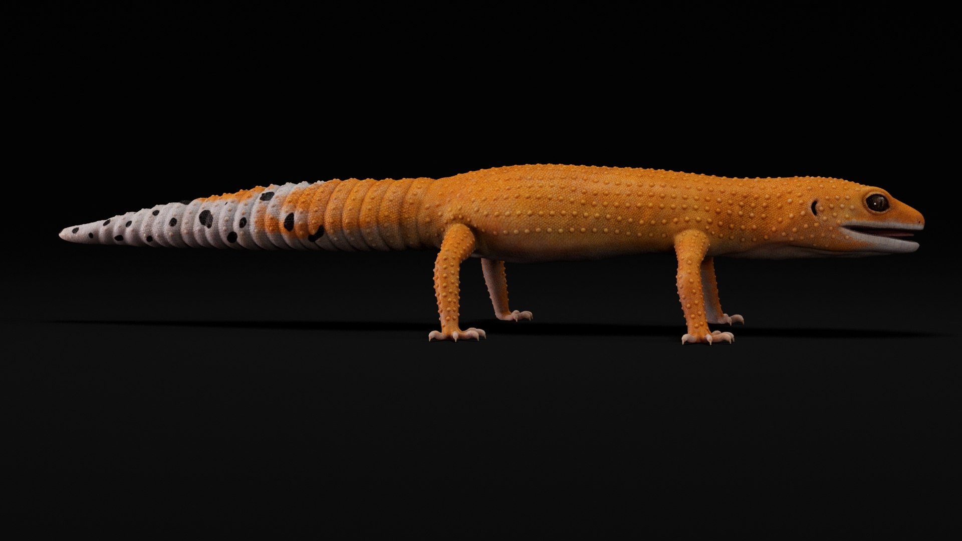 3D 4K Leopard Gecko Orange model https://p.turbosquid.com/ts-thumb/In/lUNvF9/gC/05/jpg/1754852923/1920x1080/fit_q87/4a43e85a7eb0d320fe4b74667f1f8cbb8e794f11/05.jpg