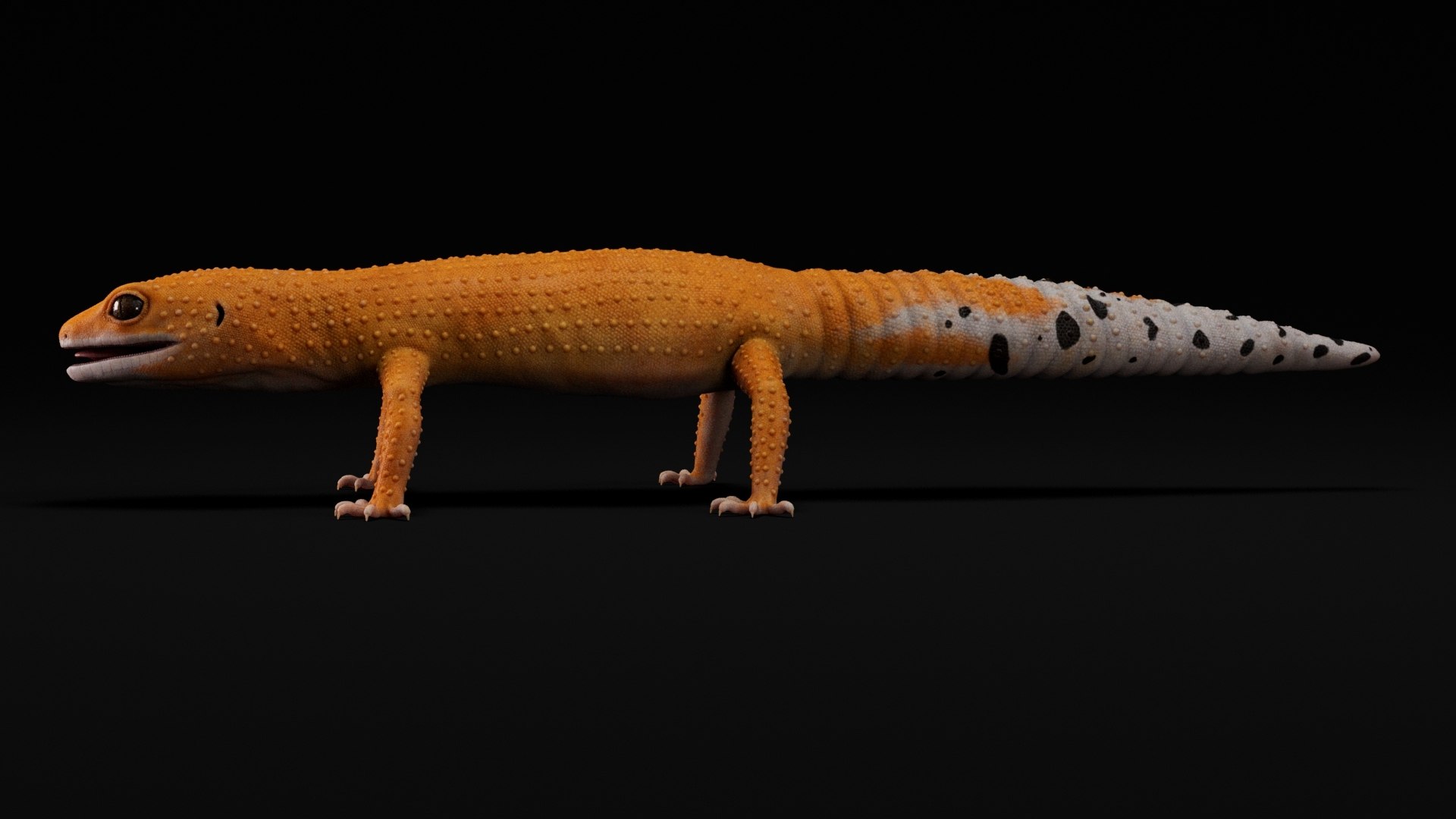 3D 4K Leopard Gecko Orange model https://p.turbosquid.com/ts-thumb/In/lUNvF9/ji/15/jpg/1754852923/1920x1080/fit_q87/d7aa3b6cf33f95829d49a7a666ca71caa4567bb7/15.jpg