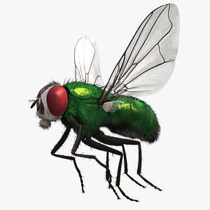 3d model lucilia sericata common green