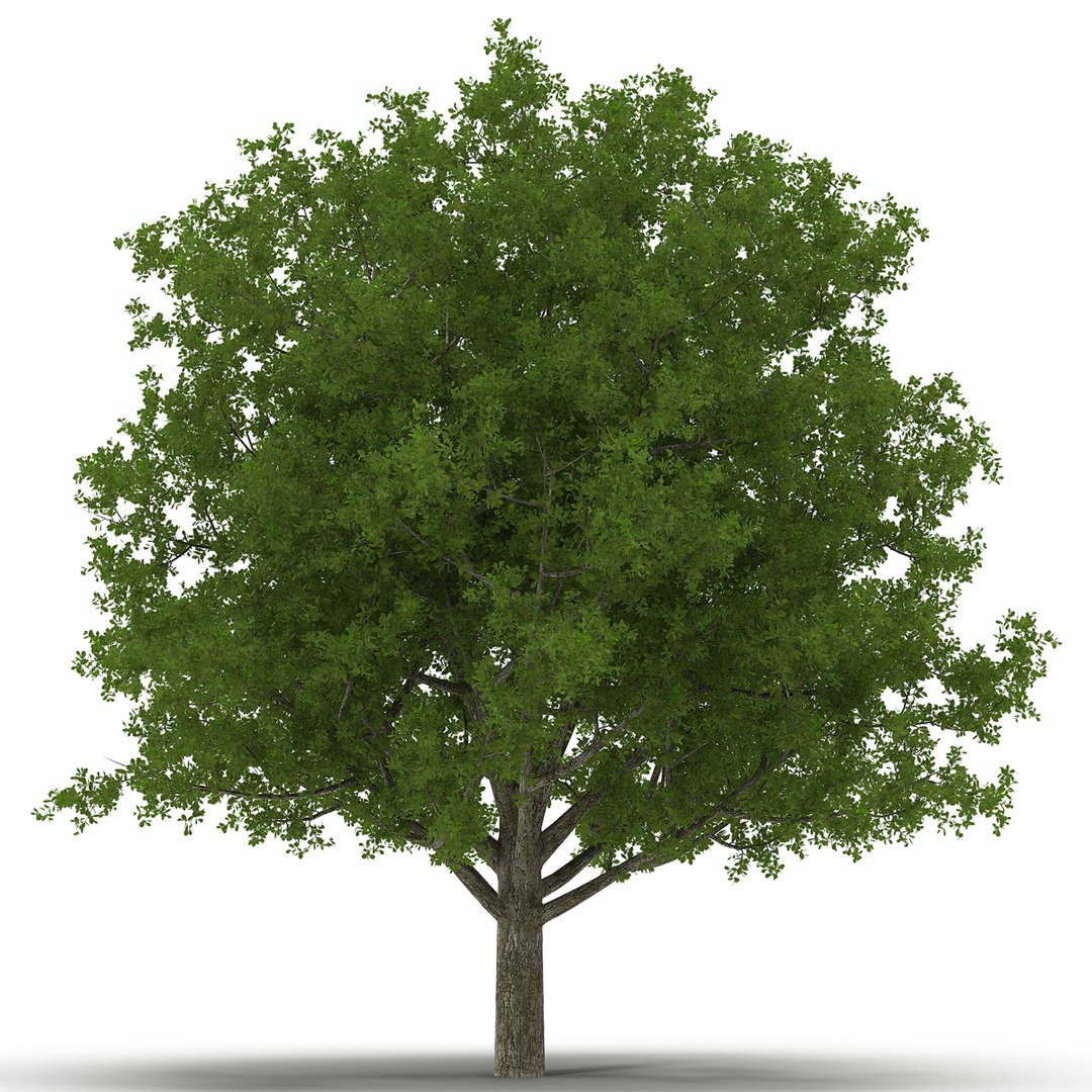 White Oak Tree Summer 3D model preview