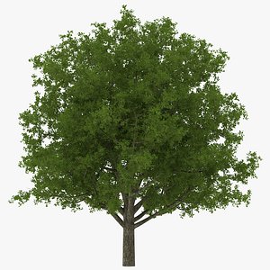 3d white oak tree summer model